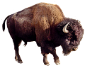 boleny_5