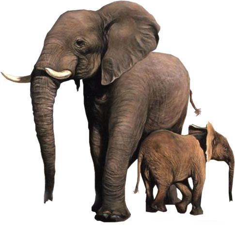 elefant_105.png
