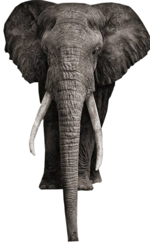 elefant_110.png