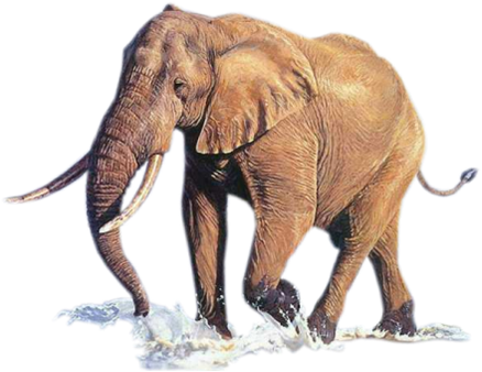 elefant_116.png