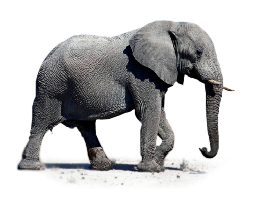 elefant_119.png