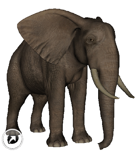 elefant_12.gif