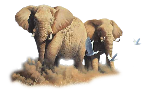 elefant_120.png