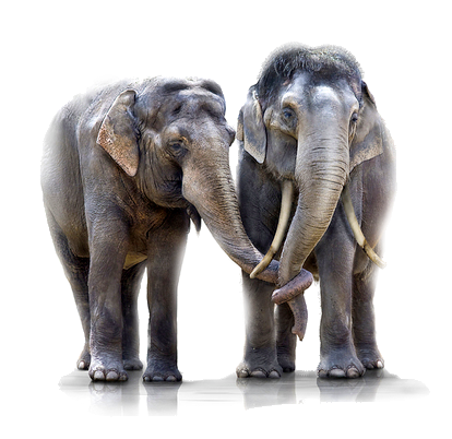 elefant_122.png