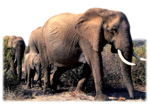 elefant_125.png