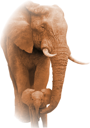 elefant_13.png
