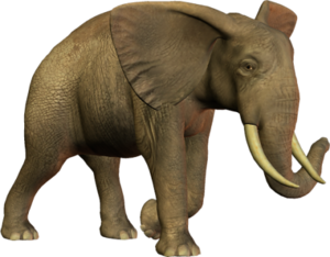 elefant_133.png