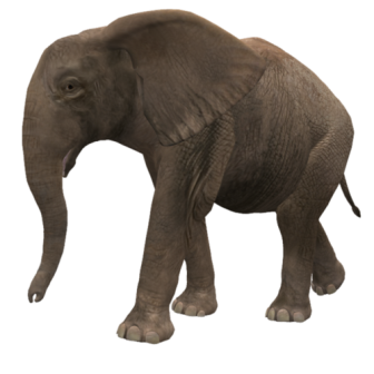 elefant_134.png
