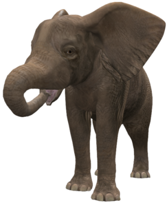 elefant_136.png