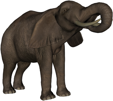 elefant_139.png