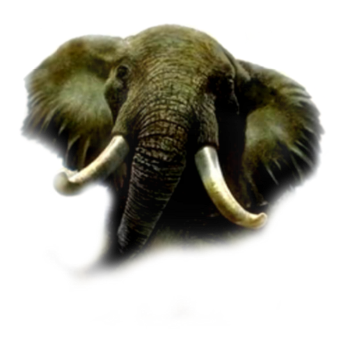 elefant_14.png