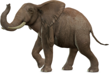 elefant_147.png