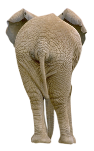 elefant_149.png