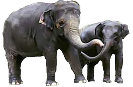 elefant_150.png