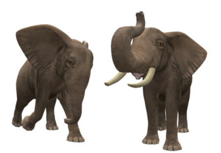 elefant_151.png