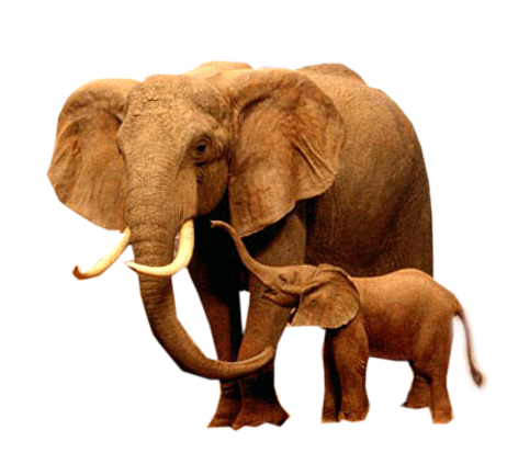 elefant_153.png
