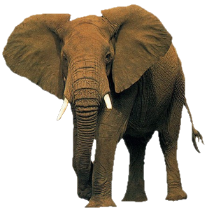 elefant_155.png