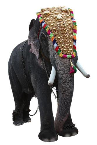 elefant_156.png