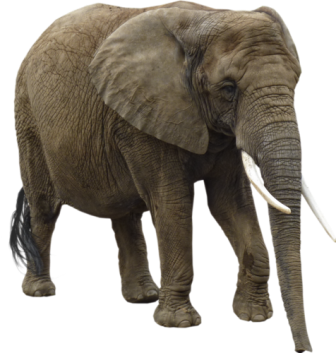 elefant_159.png