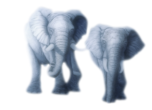 elefant_16.png