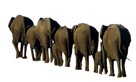 elefant_160.png