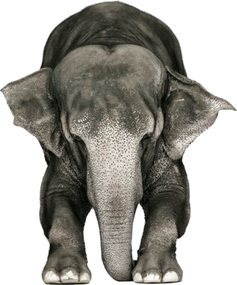 elefant_162.png
