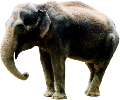 elefant_164.png