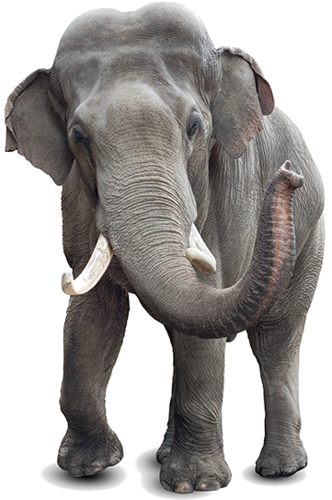 elefant_166.png