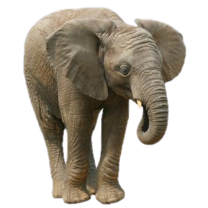 elefant_167.png