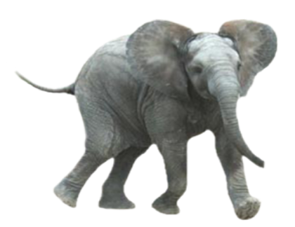 elefant_173.png