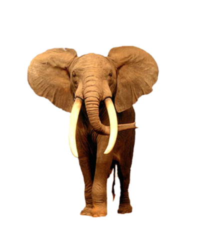elefant_176.png
