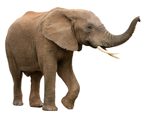 elefant_177.png
