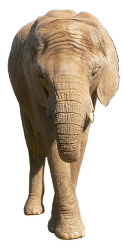 elefant_179.png
