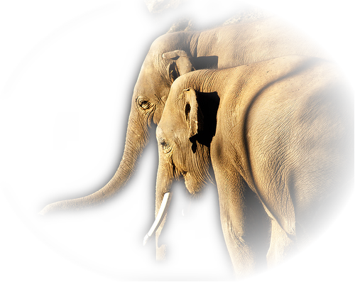 elefant_182.png