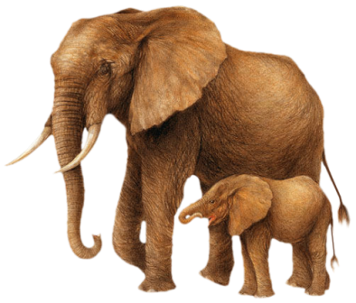 elefant_186.png