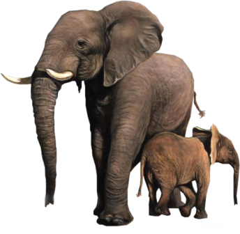 elefant_188.png