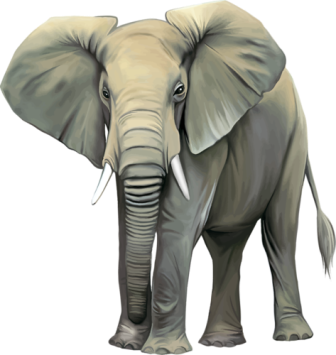 elefant_196.png
