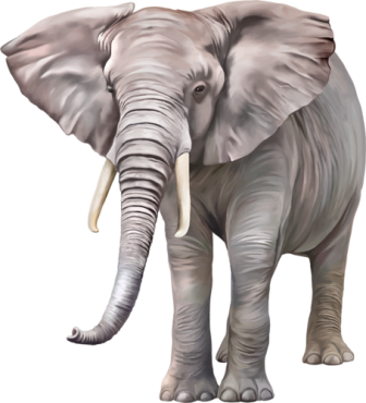 elefant_197.png