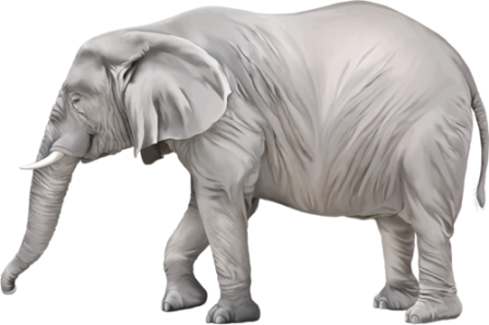 elefant_198.png