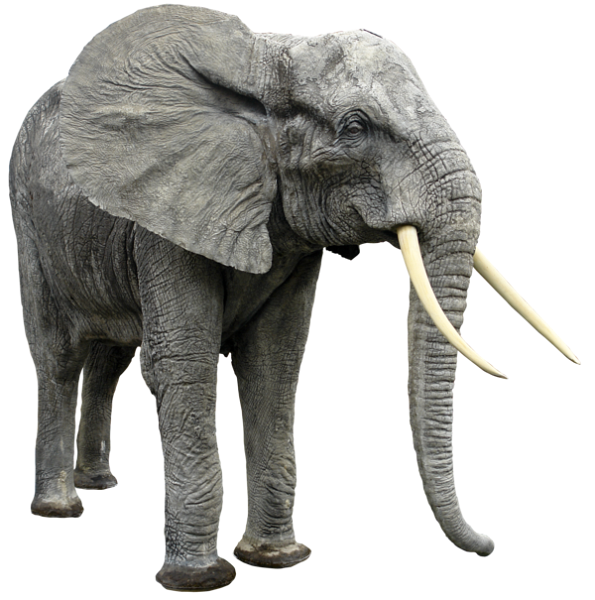 elefant_199.png