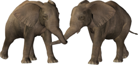 elefant_201.png