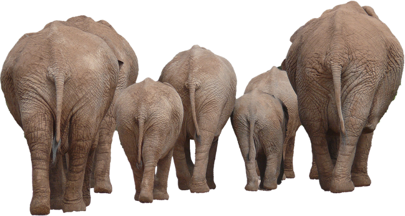 elefant_206.png