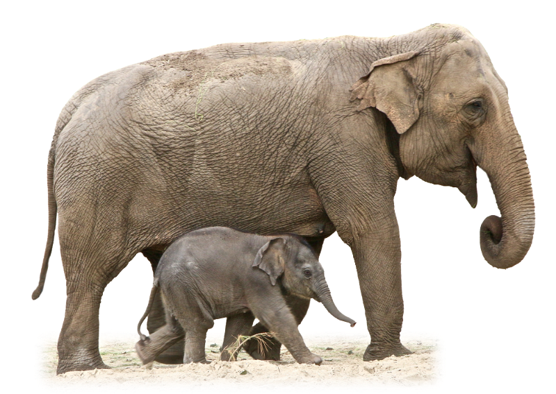 elefant_208.png