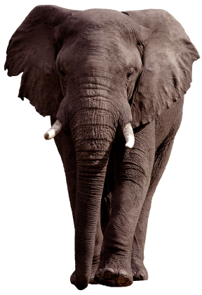 elefant_209.png