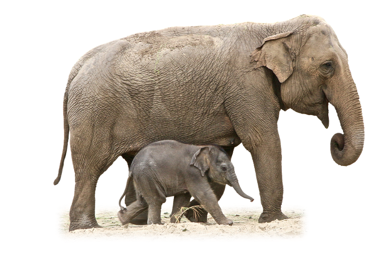 elefant_211.png