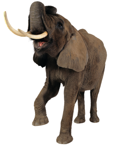 elefant_25.png