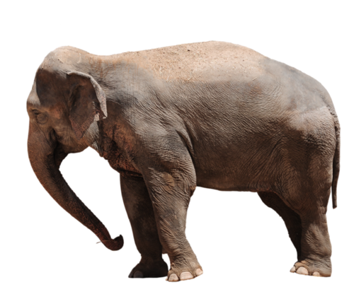 elefant_3.png
