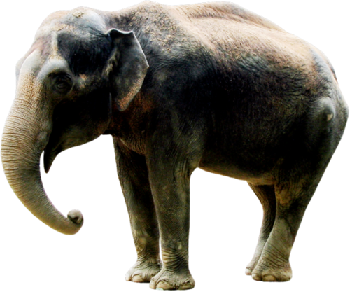 elefant_37.png