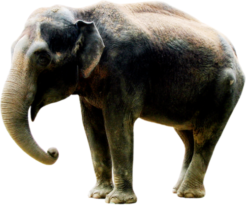 elefant_38.png