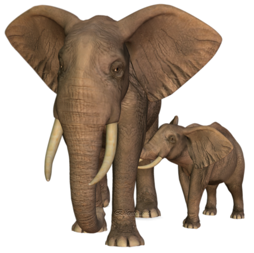 elefant_40.png